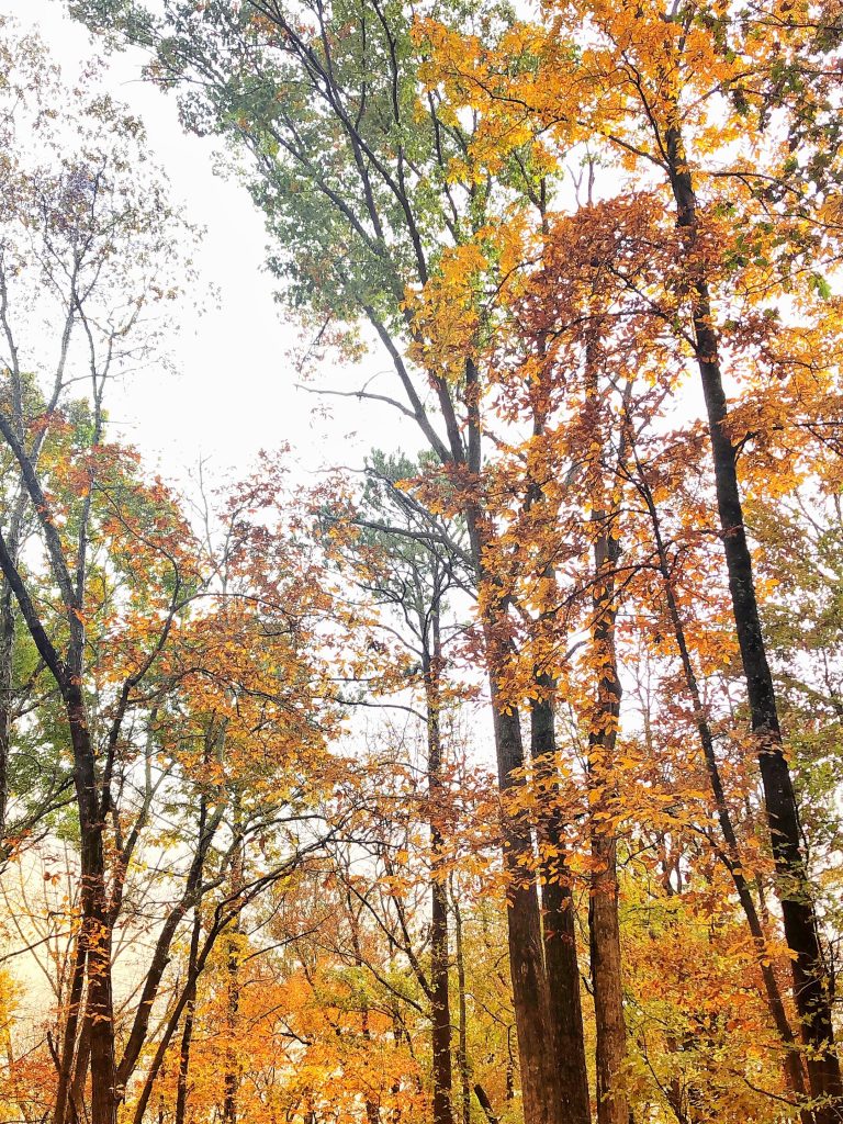 trees in autumn