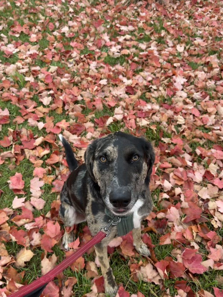 dog sitting on autumn leaves