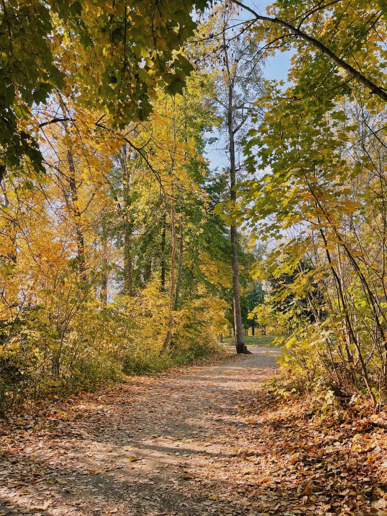 forest trail in autumn