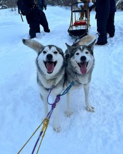 Harness Adventure